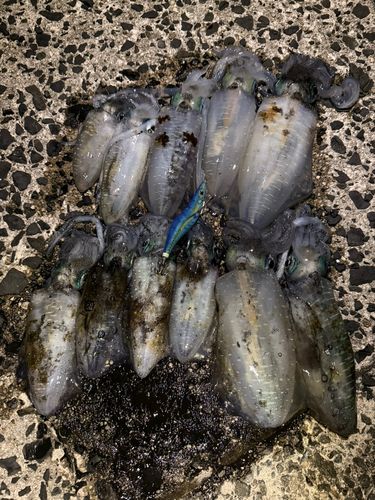 アオリイカの釣果