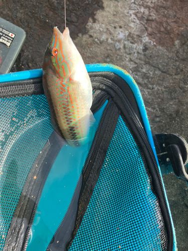 ベラの釣果