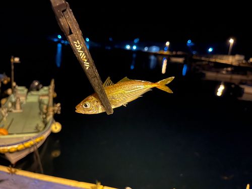 大槌湾