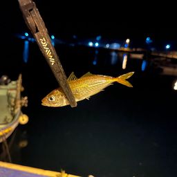 マアジ