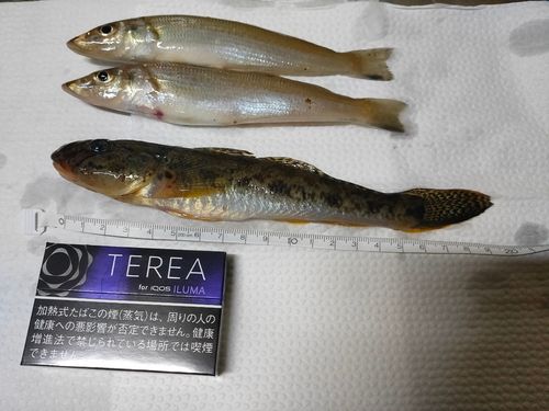 マハゼの釣果