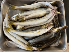 カマスの釣果