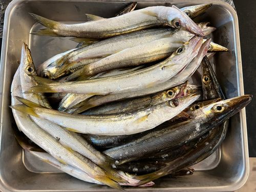 カマスの釣果