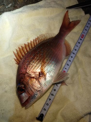 青森湾