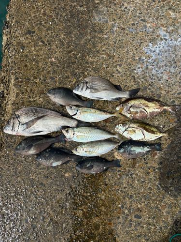 和歌浦湾