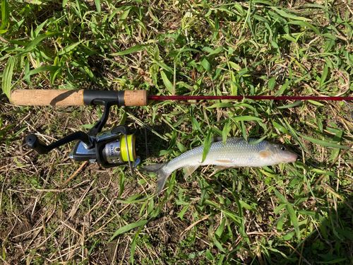 ニゴイの釣果