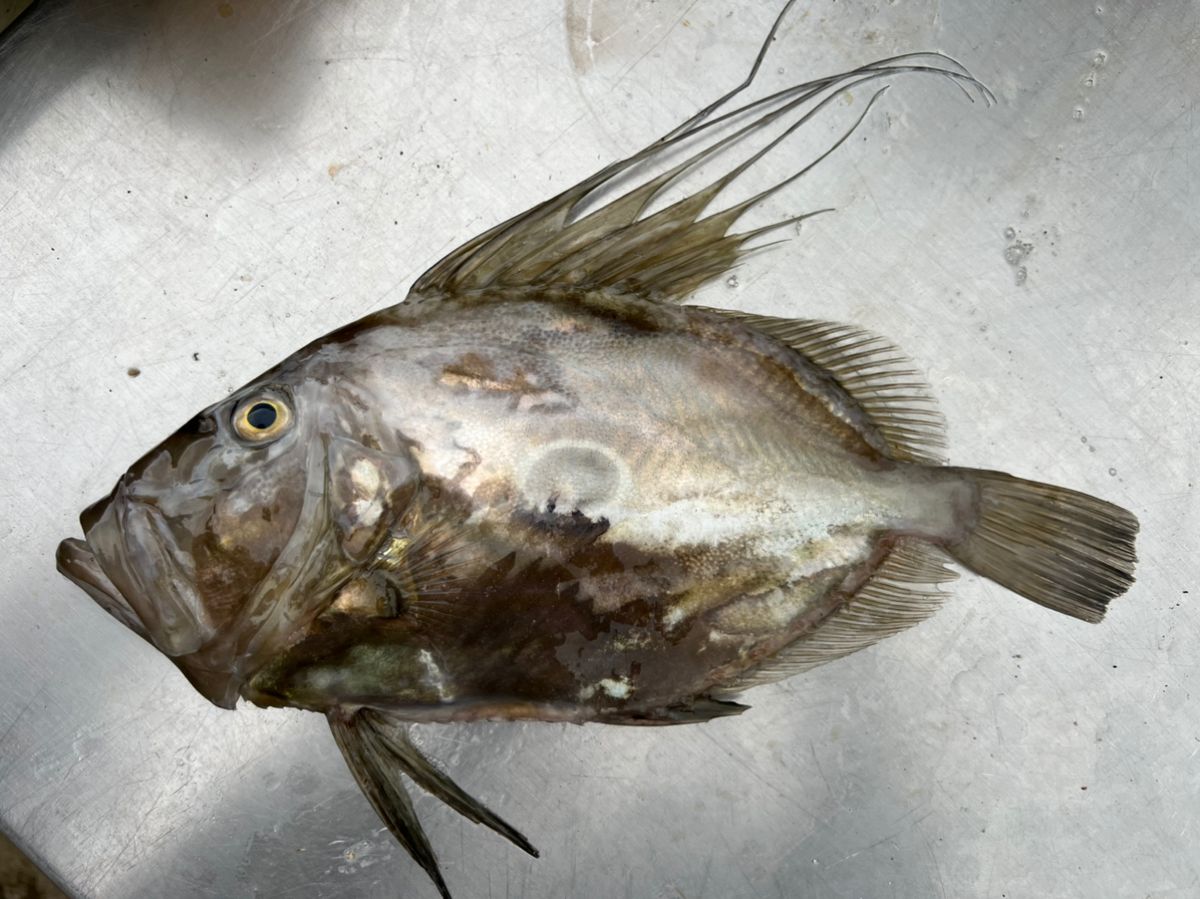 XNXAX0XKX1Xさんの釣果 2枚目の画像