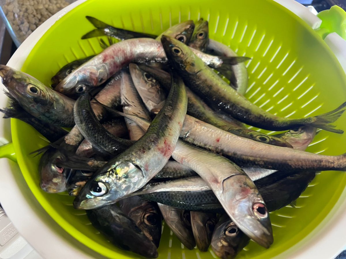 XNXAX0XKX1Xさんの釣果 3枚目の画像