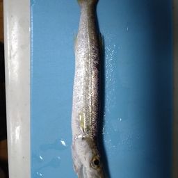 カマス
