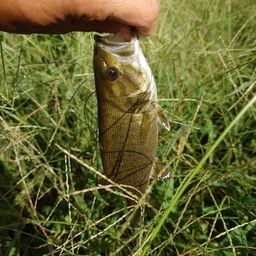 スモールマウスバス