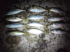 アジの釣果