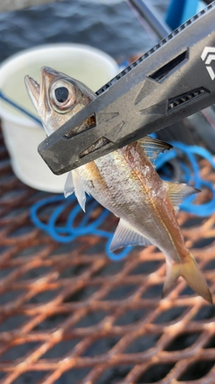 ムツの釣果