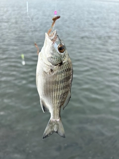 チンチンの釣果