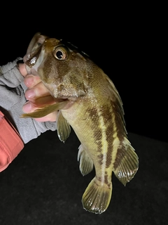 シマゾイの釣果