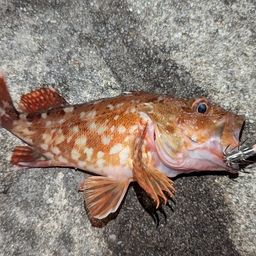 カサゴ