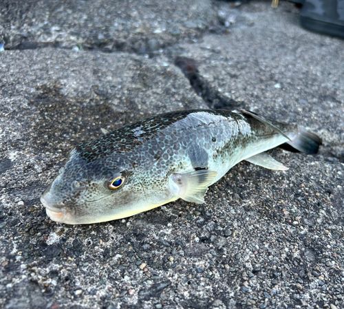 フグの釣果
