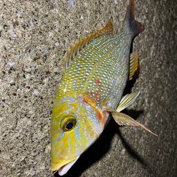タマン