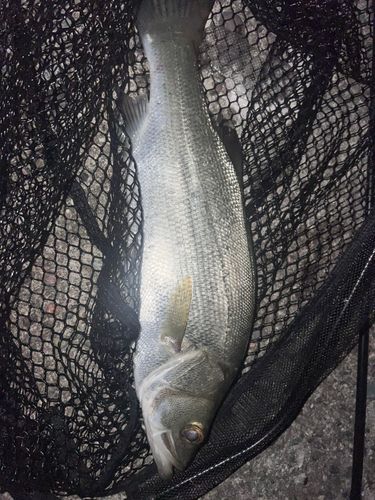 ヒラスズキの釣果