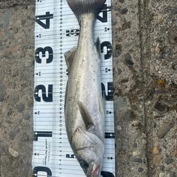 セイゴ（ヒラスズキ）