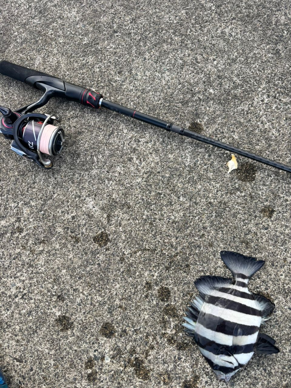 シマノ　ゾディアス　パックロッド　S64L-5 シマノ バスロッド ゾディアス(パックロッド) S64L-5 スピニング