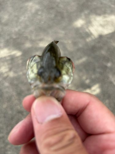 ブラックバスの釣果
