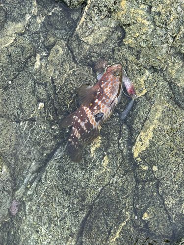 若狭湾