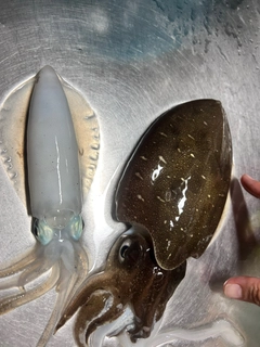 コウイカの釣果