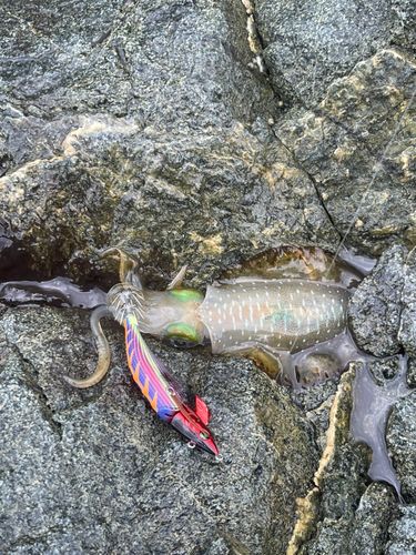 アオリイカの釣果