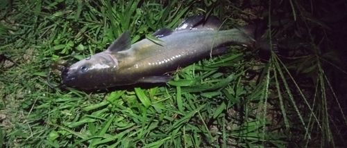 アメリカナマズの釣果