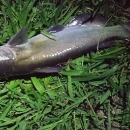 アメリカナマズ