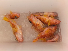 アヤメカサゴの釣果