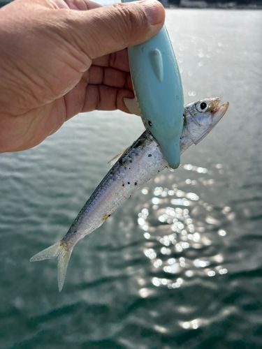イワシの釣果