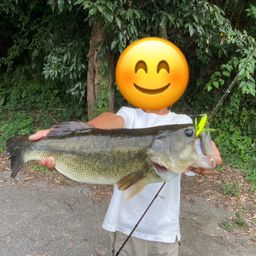 ラージマウスバス