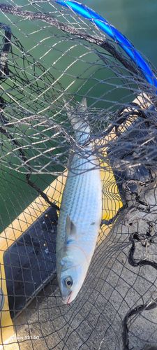 ボラの釣果