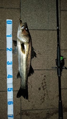 シーバスの釣果