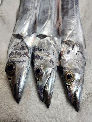 東京湾