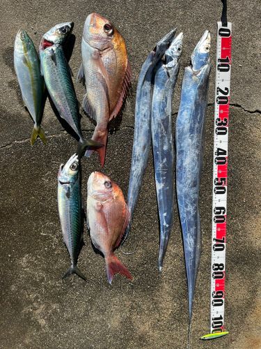 タチウオの釣果