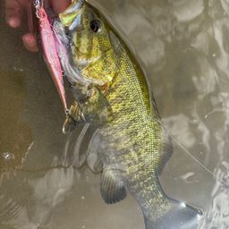 スモールマウスバス