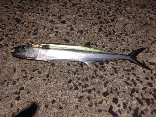 サゴシの釣果