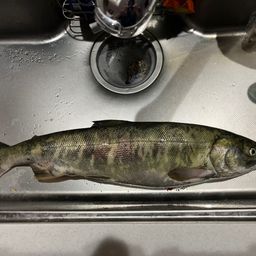 アキアジ