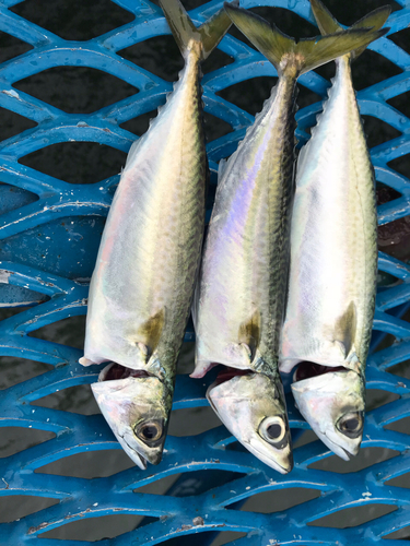 サバの釣果