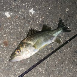 セイゴ（マルスズキ）