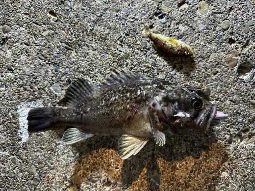 クロソイの釣果
