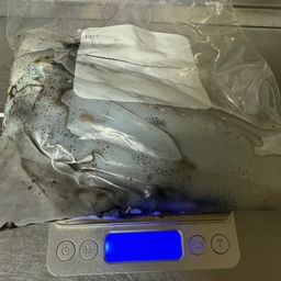 アオリイカ