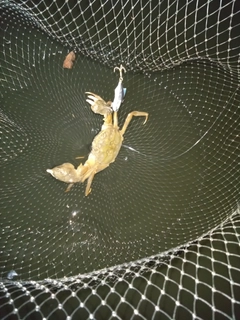 カニの釣果