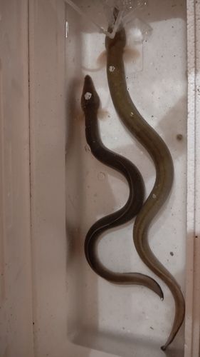 ウナギの釣果
