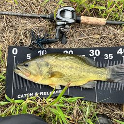 ラージマウスバス