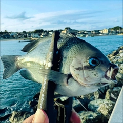 メジナの釣果