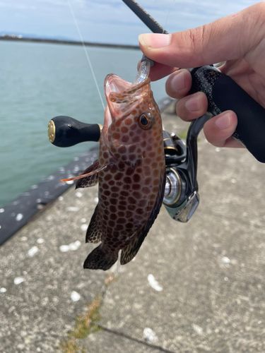 オオモンハタの釣果