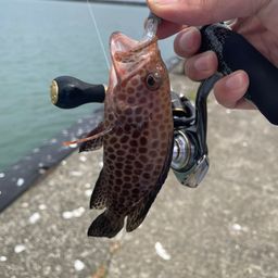 オオモンハタ